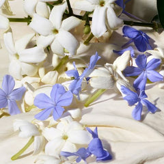 Dolce & Gabbana Blue Jasmine Eau de Toilette