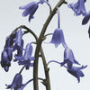 Jo Malone Wild Bluebell Diffusore Con Bastoncini