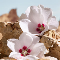 Dolce & Gabbana K Elixir