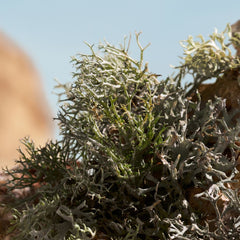 Dolce & Gabbana Q Elixir