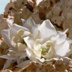 Dolce & Gabbana Q Elixir