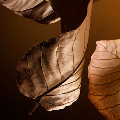 Dolce & Gabbana The One for Men Eau de Parfum