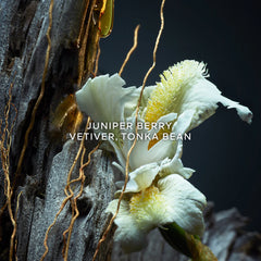 Guerlain Vétiver Parfum